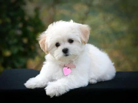 A cute Maltese puppy with a pink heart tag relaxes on a black surface. This HD wallpaper and background image captures the fluffy dog's adorable expression against a blurred natural backdrop.