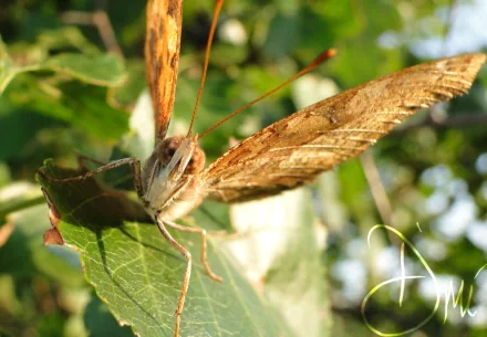 Close-up HD photography of a butterfly resting on a green leaf, captured in vibrant detail as a PC desktop wallpaper background.