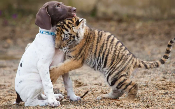 A baby tiger lovingly hugs a seated puppy, captured in a heartwarming moment of affection, featured as a 4K Ultra HD desktop wallpaper.