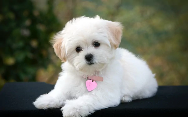 A cute Maltese puppy with a pink heart tag relaxes on a black surface. This HD wallpaper and background image captures the fluffy dog's adorable expression against a blurred natural backdrop.