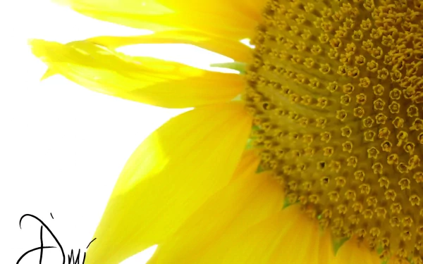  Flowers in a Sunflower
