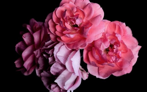 Earth Flower Flowers Rose Pink Flower HD Wallpaper | Background Image