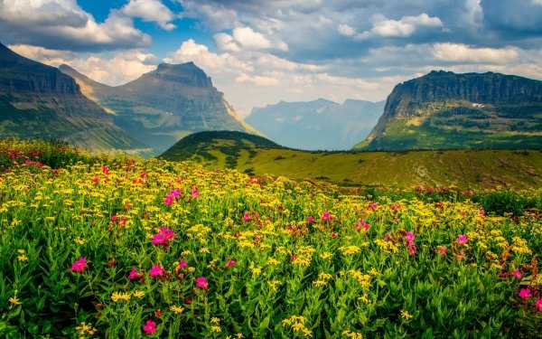 Earth Flower Flowers Spring Wildflower Mountain Landscape HD Wallpaper | Background Image