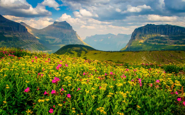  Spring Mountain Flowers