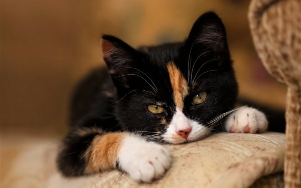Animal Cat Cats Kitten Cute HD Wallpaper | Background Image