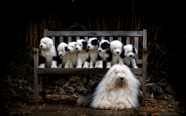 puppy baby animal bench dog Animal old english sheepdog HD Desktop Wallpaper | Background Image