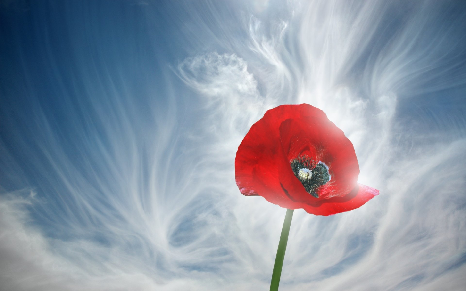 Artistic HD desktop wallpaper featuring a vibrant red flower against a dramatic sky with swirling clouds.