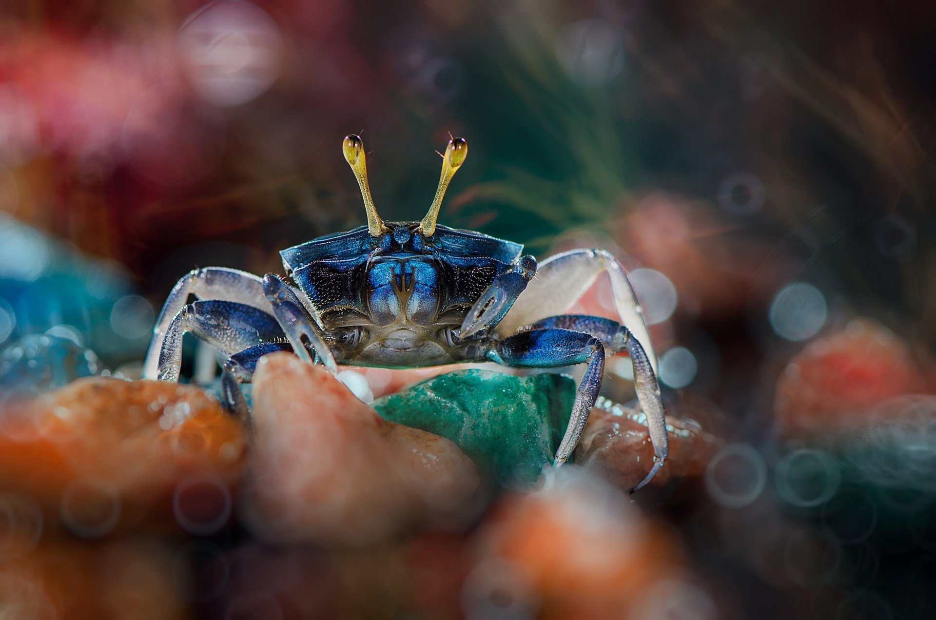 Download Bokeh Macro Animal Crab HD Wallpaper