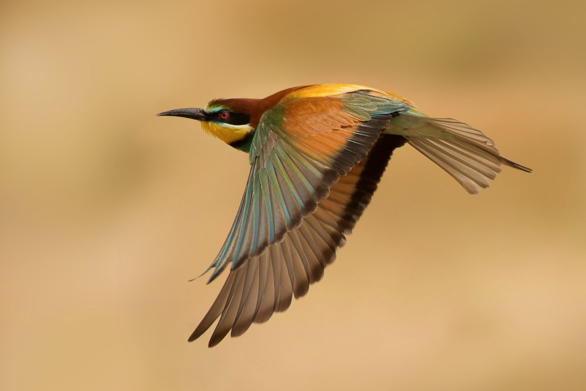 Download Flight Bird Animal Bee-eater HD Wallpaper