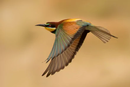 flight bird Animal bee-eater HD Desktop Wallpaper | Background Image