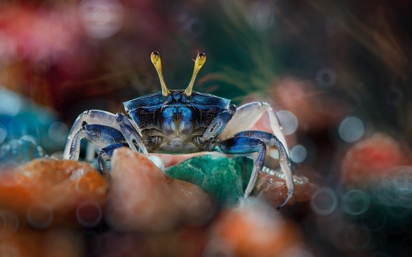 Animal Crab Macro Bokeh HD Wallpaper | Background Image