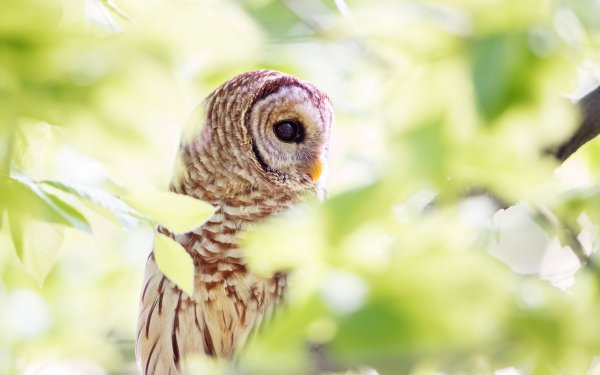Animal Barred Owl Birds Owls Owl Sunlight Bokeh Bird HD Wallpaper | Background Image