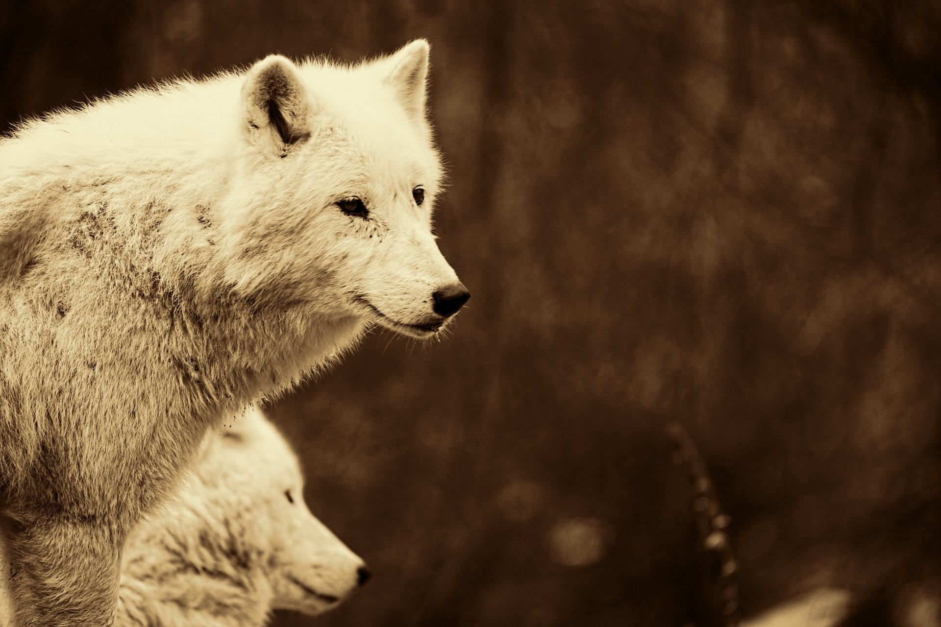 Download Animal Wolf 4k Ultra HD Wallpaper | 5184x3456 | Wallpaper Abyss