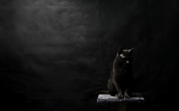 Animal Cat Cats Black HD Wallpaper | Background Image