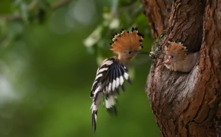 A vibrant hoopoe bird feeds its chick in a tree hollow, captured in a detailed HD wallpaper showcasing the beauty of this unique animal in its natural habitat.