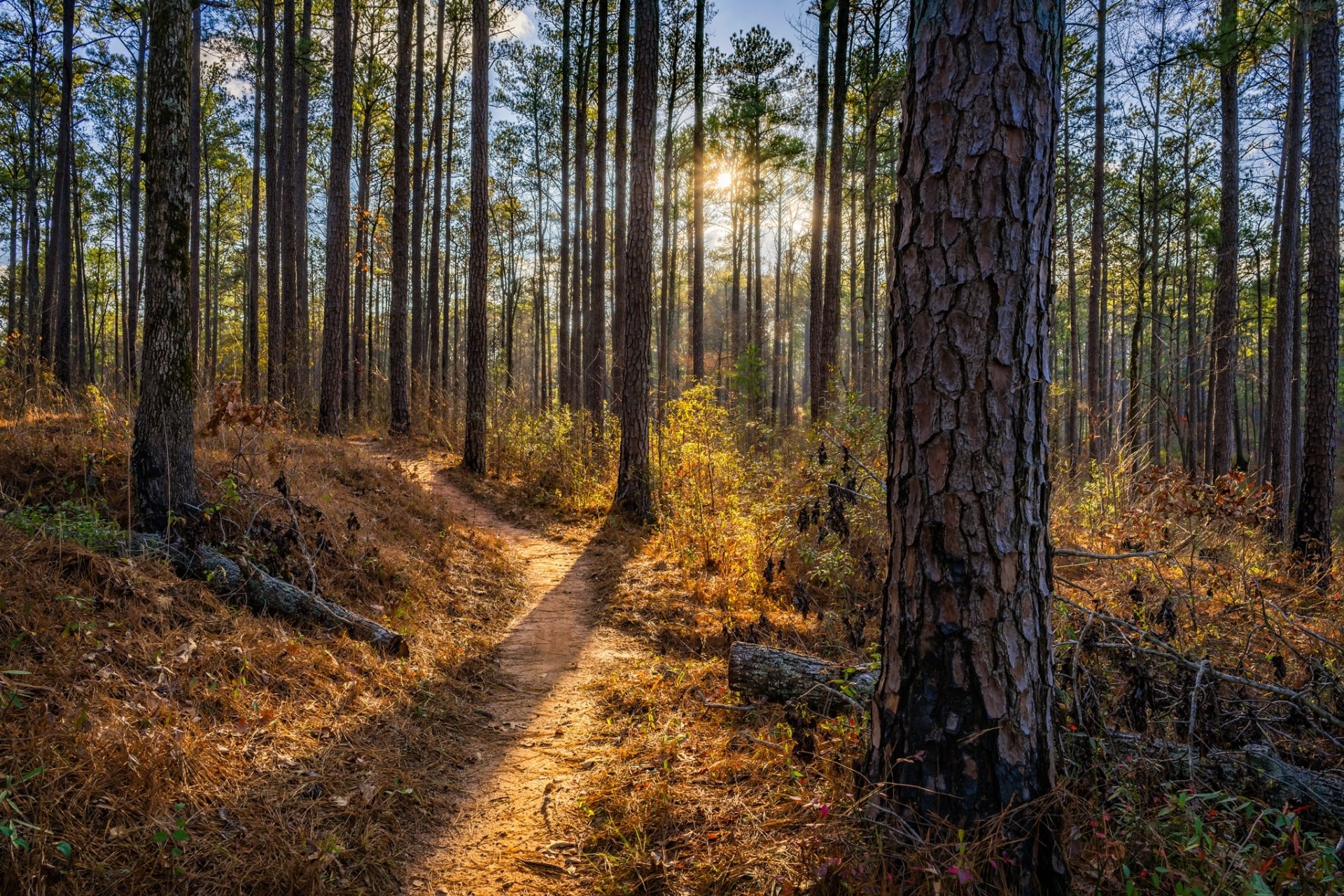 Download Tree Forest Nature Path HD Wallpaper | 2048x1366 | Wallpaper Abyss