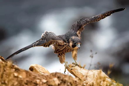 bird of prey bird Animal peregrine falcon HD Desktop Wallpaper | Background Image