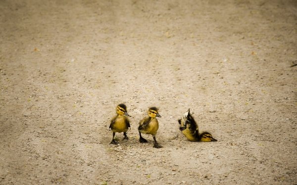 Animal Duck Birds Ducks Bird Baby Animal Chick HD Wallpaper | Background Image