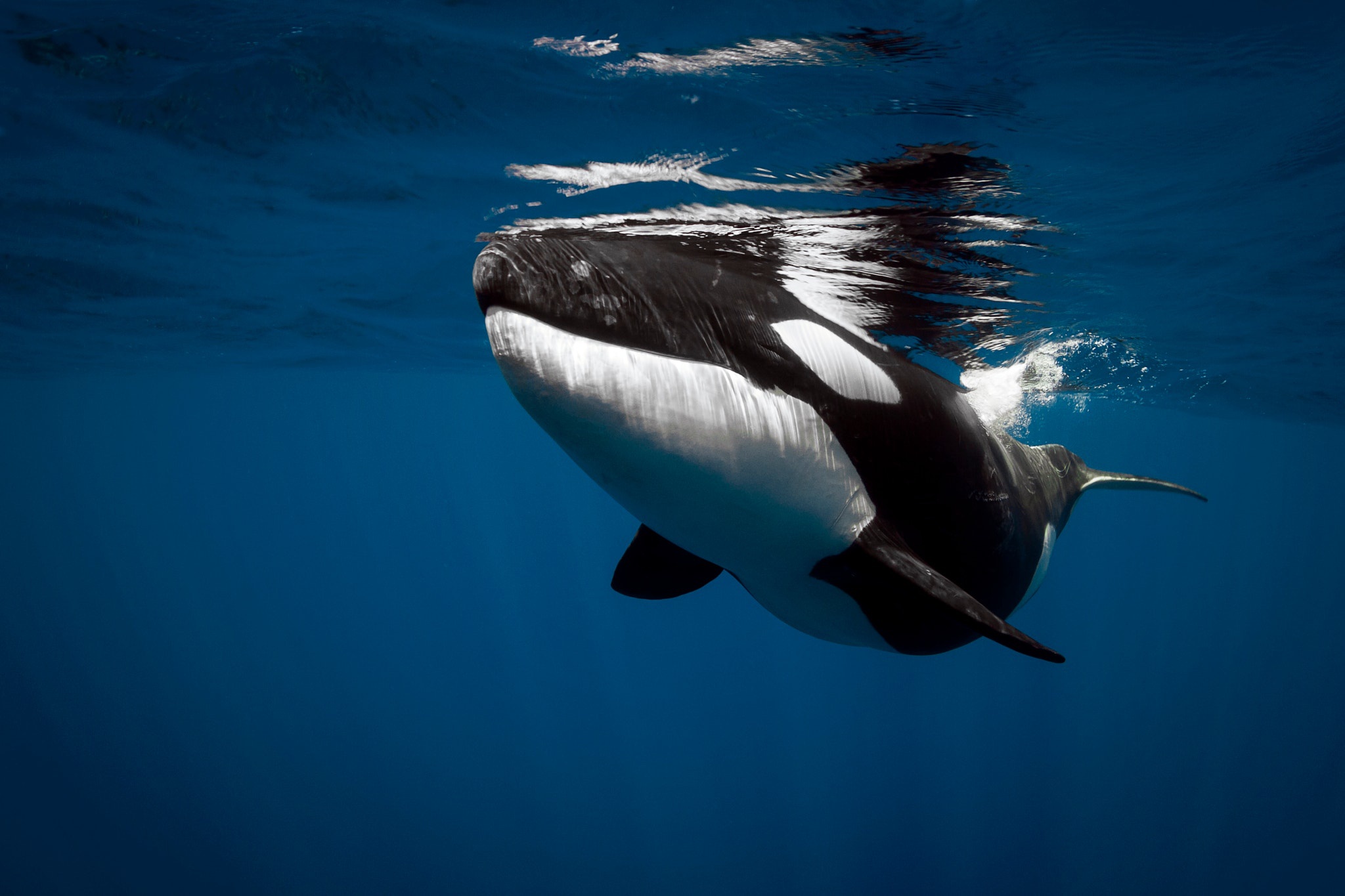 Animal Orca HD Wallpaper | Background Image