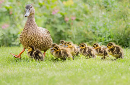Mother duck leading a line of fluffy ducklings across green grass, bright 4K Ultra HD PC desktop wallpaper background.