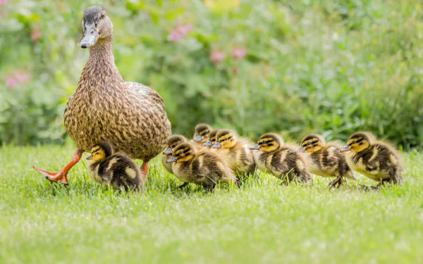 grass bird baby animal duckling Animal duck HD Desktop Wallpaper | Background Image