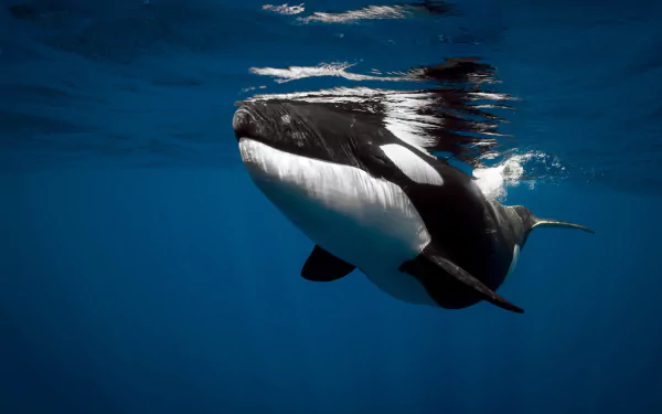 HD desktop wallpaper featuring an orca swimming underwater, showcasing vibrant sea life in deep blue ocean waters.