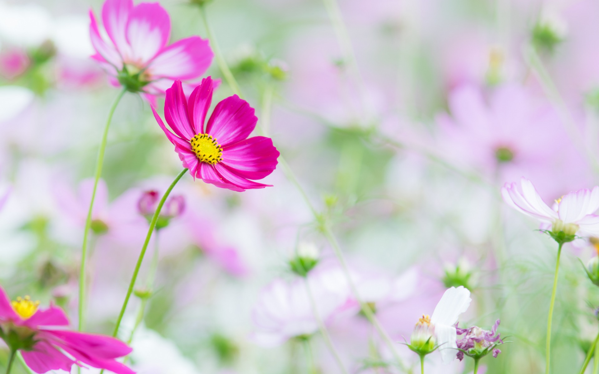 Nature Flower HD Wallpaper | Background Image