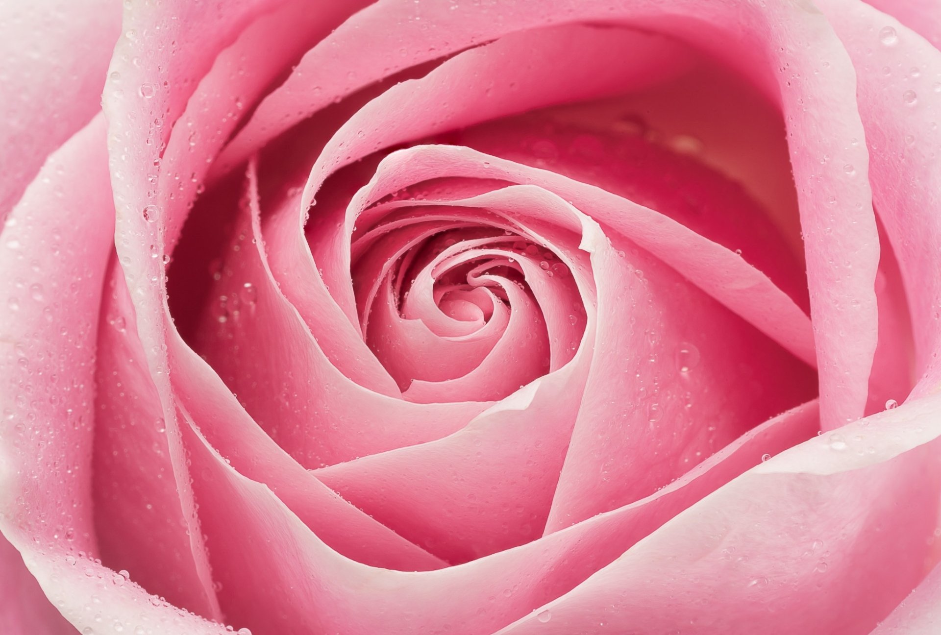 Download Pink Flower Macro Nature Rose Flower HD Wallpaper | 2048x1382 ...