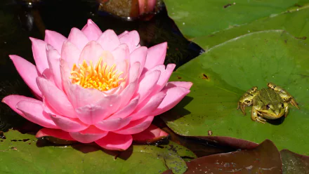 A vibrant pink water lily blooms beside a green lily pad with a small frog resting on it, captured in stunning 4K Ultra HD clarity.