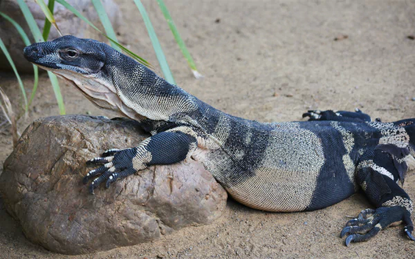 Monitor lizard (reptile) reclining on a rock, textured scales and sharp claws on sandy ground — 2K Quad HD PC desktop wallpaper/background.