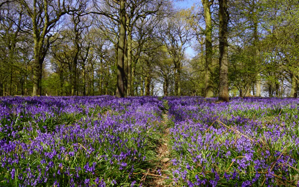 5K Ultra HD PC desktop wallpaper: a forest path winding through a carpet of purple bellflowers beneath tall trees, a vivid nature background.