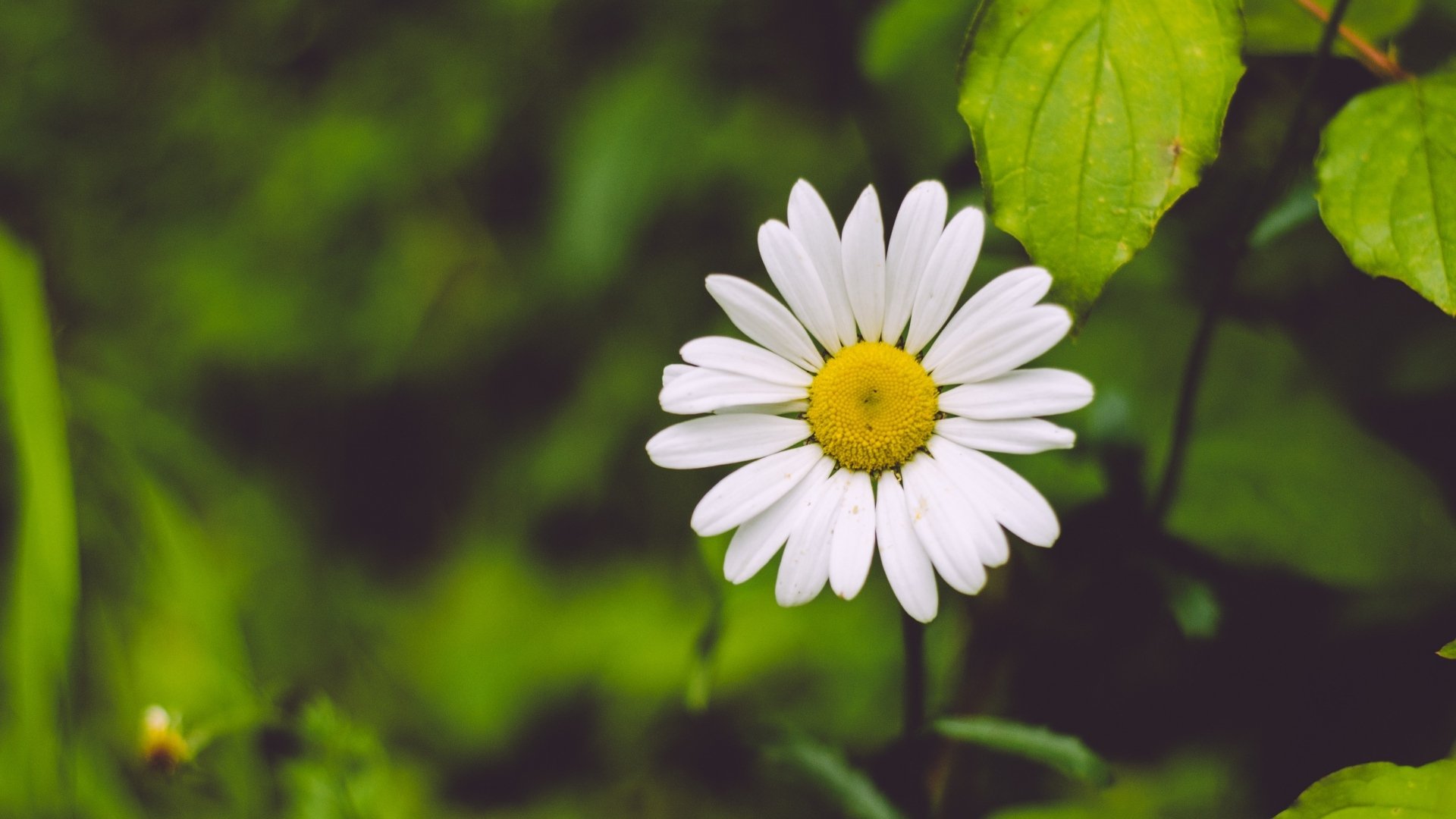 Download Flower Nature Chamomile HD Wallpaper