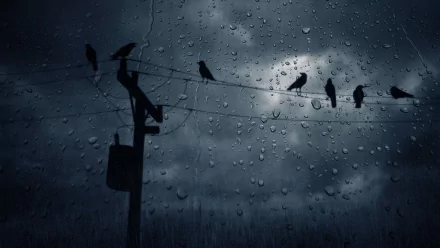 A dark, rainy scene featuring silhouettes of birds perched on a power line, with water droplets blurring the view, creating a moody atmosphere. HD desktop wallpaper.