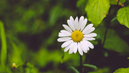 flower nature chamomile HD Desktop Wallpaper | Background Image