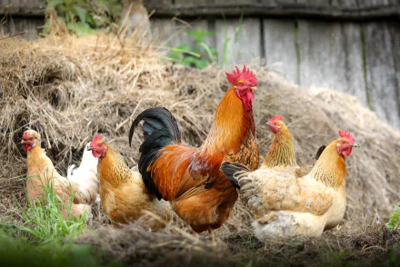 4K Ultra HD PC desktop wallpaper/background showing a rooster and hens (farm animals) by a haystack in front of a weathered wooden fence.