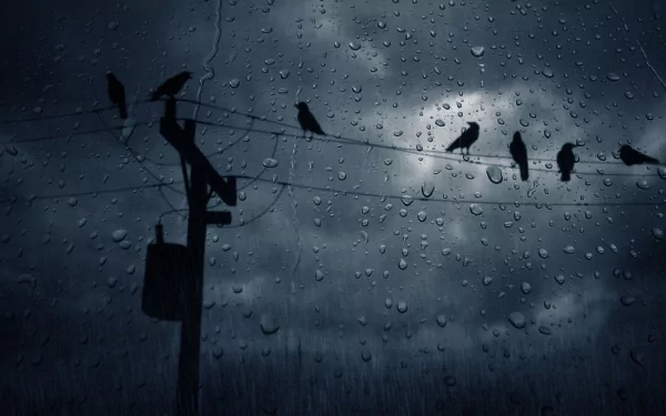 A dark, rainy scene featuring silhouettes of birds perched on a power line, with water droplets blurring the view, creating a moody atmosphere. HD desktop wallpaper.