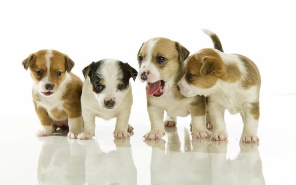 Animal Puppy Dogs Dog Cute Baby Animal HD Wallpaper | Background Image