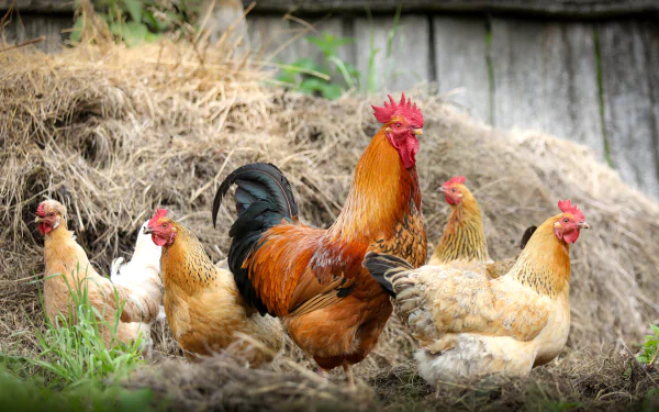 4K Ultra HD PC desktop wallpaper/background showing a rooster and hens (farm animals) by a haystack in front of a weathered wooden fence.