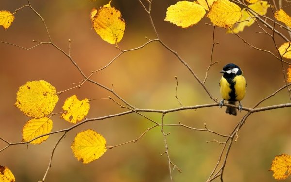 Animal Titmouse Birds Passerines Fall Leaf HD Wallpaper | Background Image