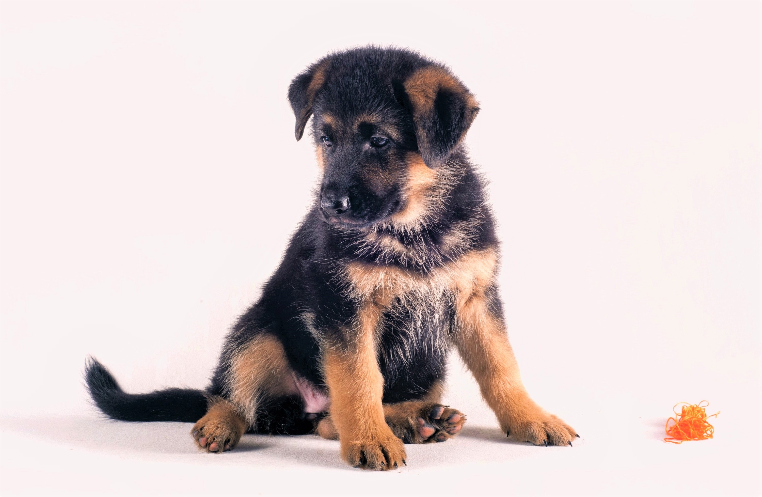 Download Baby Animal Cute Puppy Dog Animal German Shepherd HD Wallpaper