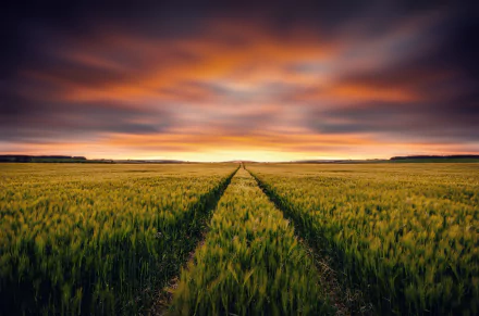 Sunset over a wheat field with dramatic clouds, captured in 4K Ultra HD, showcasing the vibrant colors of a summer evening in nature.