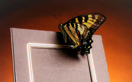 frame Animal butterfly HD Desktop Wallpaper | Background Image