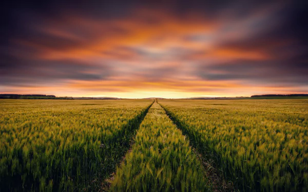 Sunset over a wheat field with dramatic clouds, captured in 4K Ultra HD, showcasing the vibrant colors of a summer evening in nature.
