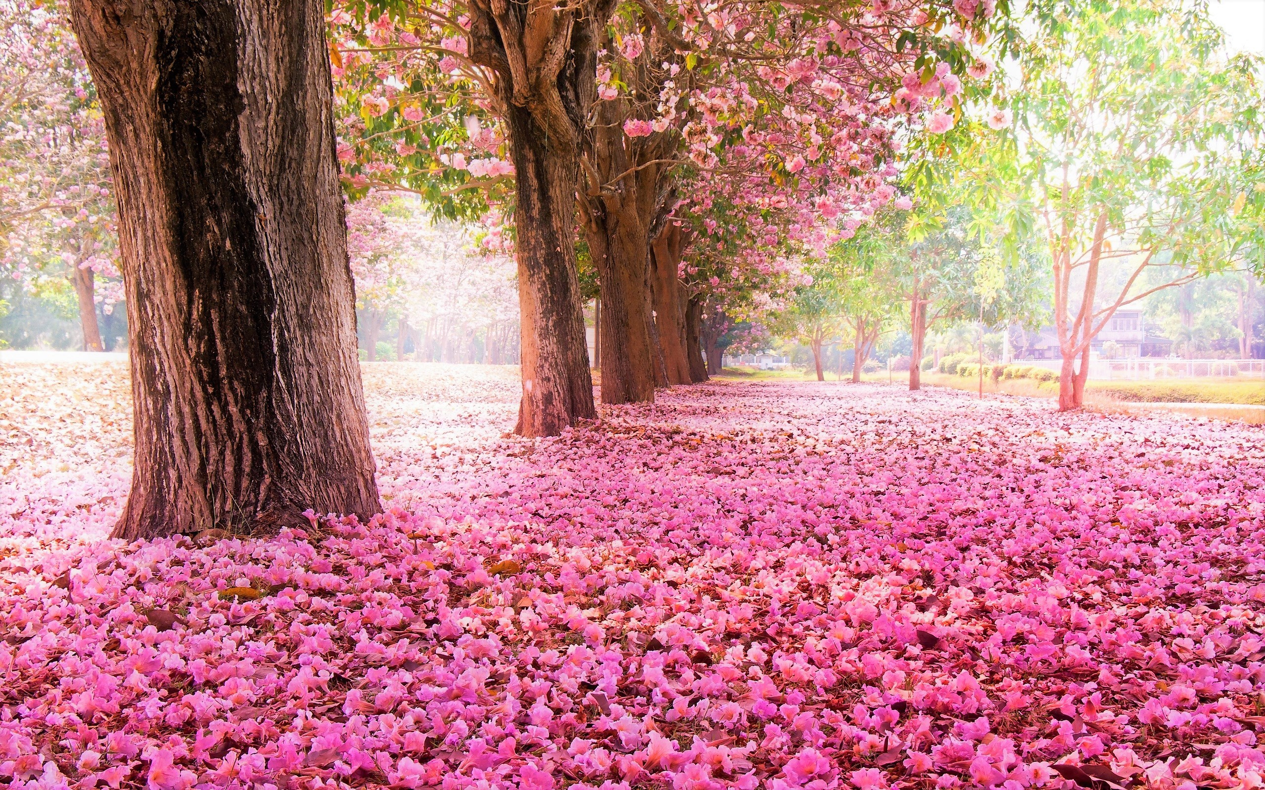 Pink Blossom Trees Hd Wallpaper Background Image 2560x1600