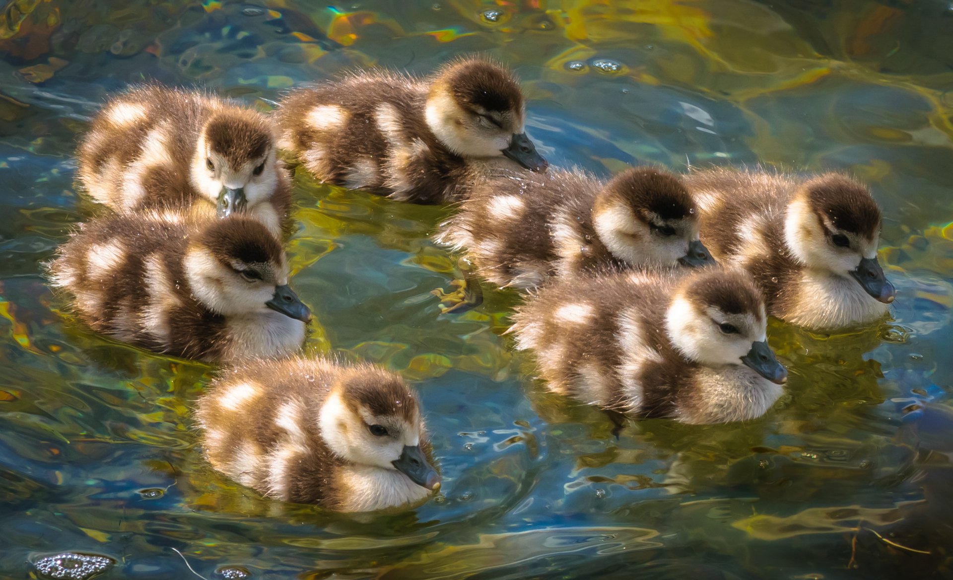 Download Bird Baby Animal Duckling Animal Duck HD Wallpaper