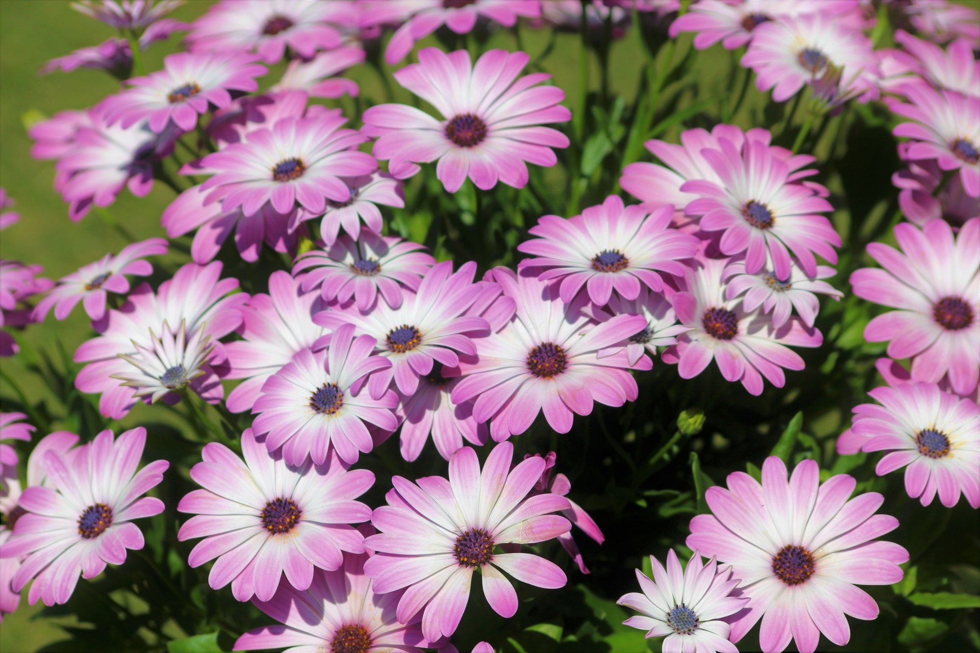 Download Purple Flower Daisy Flower Nature 4k Ultra HD Wallpaper ...