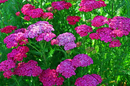 Vibrant purple and pink Verbena flowers bloom against a lush green natural background, captured in HD for a vivid PC desktop wallpaper.