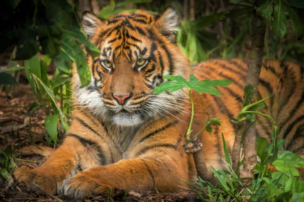 HD desktop wallpaper featuring a close-up of a majestic Sumatran tiger resting amidst green foliage in its natural habitat.
