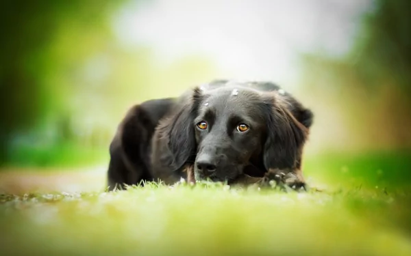  Black Dog by Kedves Tamara