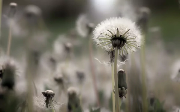 Macro blurred summer nature photo of a dandelion seed head in a field, 2K Quad HD PC desktop wallpaper/background.